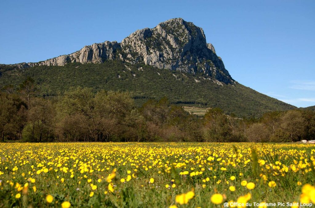 Chasseur immobilier Montpellier nord